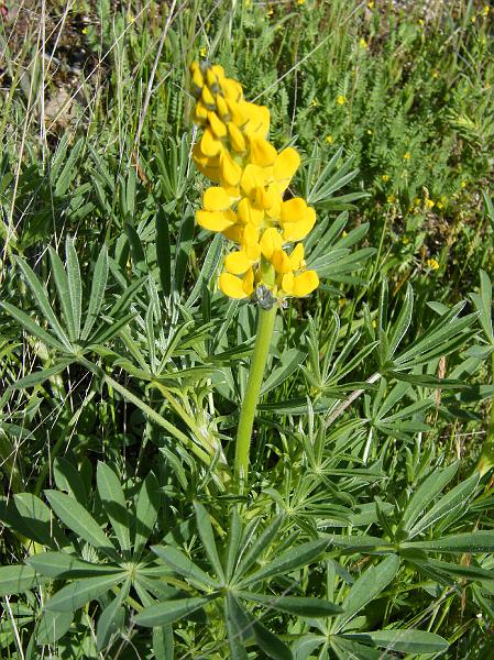 Tremoçeira Brava-Lupinus luteus-amarela.JPG